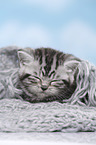 British Shorthair Kitten