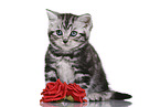British Shorthair Kitten