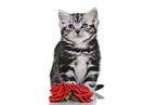 British Shorthair Kitten