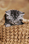British Shorthair Kitten