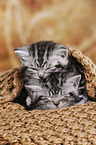 2 British Shorthair Kitten