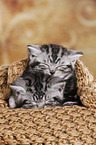 2 British Shorthair Kitten
