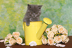 British Shorthair Kitten