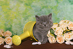 British Shorthair Kitten
