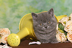 British Shorthair Kitten