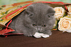British Shorthair Kitten