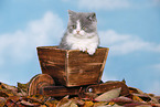 British Shorthair Kitten
