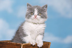 British Shorthair Kitten