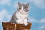 British Shorthair Kitten