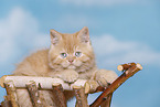 British Shorthair Kitten