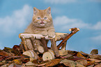 British Shorthair Kitten