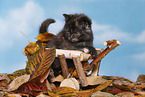 British Shorthair Kitten