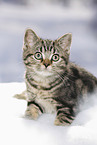 black-golden-tabby-classic British Shorthair