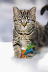 black-golden-tabby-classic British Shorthair