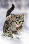 black-golden-tabby-classic British Shorthair