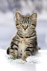black-golden-tabby-classic British Shorthair