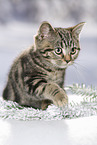 black-golden-tabby-classic British Shorthair