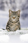 black-golden-tabby-classic British Shorthair