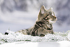 black-golden-tabby-classic British Shorthair