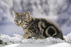 black-golden-tabby-classic British Shorthair