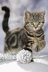 black-golden-tabby-classic British Shorthair