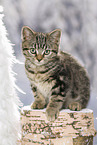 black-golden-tabby-classic British Shorthair