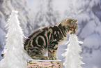 black-golden-tabby-classic British Shorthair