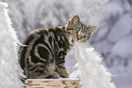 black-golden-tabby-classic British Shorthair