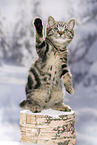black-golden-tabby-classic British Shorthair