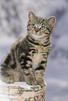 black-golden-tabby-classic British Shorthair