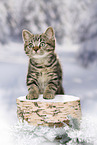 black-golden-tabby-classic British Shorthair