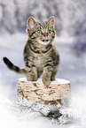 black-golden-tabby-classic British Shorthair
