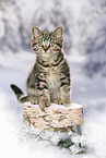 black-golden-tabby-classic British Shorthair