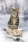 black-golden-tabby-classic British Shorthair