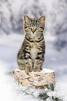 black-golden-tabby-classic British Shorthair