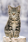 black-golden-tabby-classic British Shorthair
