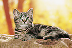 black-golden-tabby-classic British Shorthair