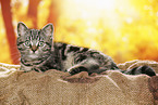 black-golden-tabby-classic British Shorthair