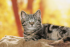 black-golden-tabby-classic British Shorthair