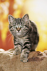 black-golden-tabby-classic British Shorthair