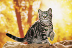 black-golden-tabby-classic British Shorthair