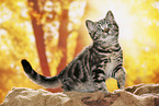 black-golden-tabby-classic British Shorthair