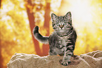 black-golden-tabby-classic British Shorthair