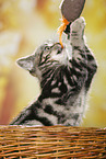 black-golden-tabby-classic British Shorthair