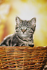 black-golden-tabby-classic British Shorthair