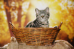black-golden-tabby-classic British Shorthair