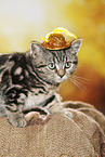 black-golden-tabby-classic British Shorthair