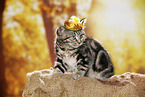 black-golden-tabby-classic British Shorthair
