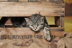 black-golden-tabby-classic British Shorthair