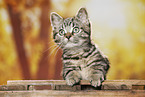 black-golden-tabby-classic British Shorthair